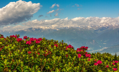 Rhododendron ferrugineum. Alpine flower. Italian dolomites - South Tyrol