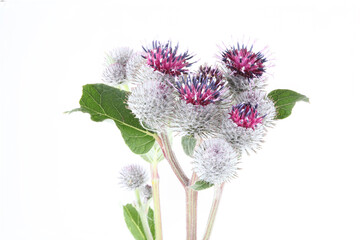 Burdock with the Latin name Arctium, Carduinae