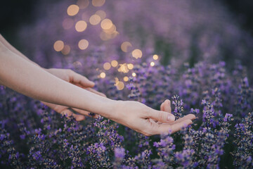 Female hands touching lavender flowers in a field with lights on the background.