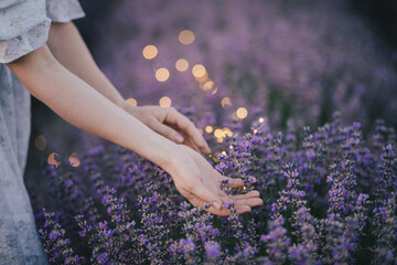 Female hands touching lavender flowers in a field with lights on the background.