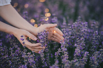 Female hands touching lavender flowers in a field with lights on the background.