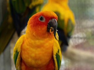 Close up, lovely orange and yellow parrot.