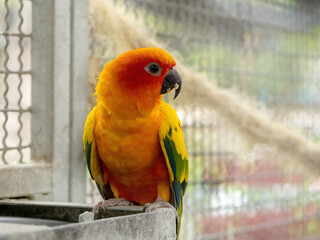 Yellow and orange parrot in big cage.