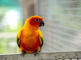 Colorful parrot in big cage.