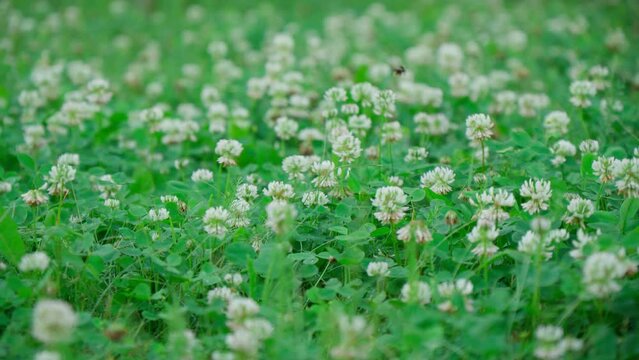 Trifolium pratense a plant from the legume family Fabaceae. Small flowers, white metal with greenish sepals.