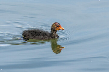 The Eurasian coot, Fulica atra swimming on the Kleinhesseloher Lake at Munich, Germany