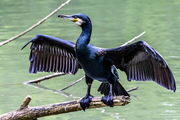 The great cormorant, Phalacrocorax carbo sitting on a branch