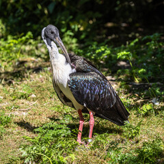Straw-necked Ibis, Threskiornis spinicollis in the zoo