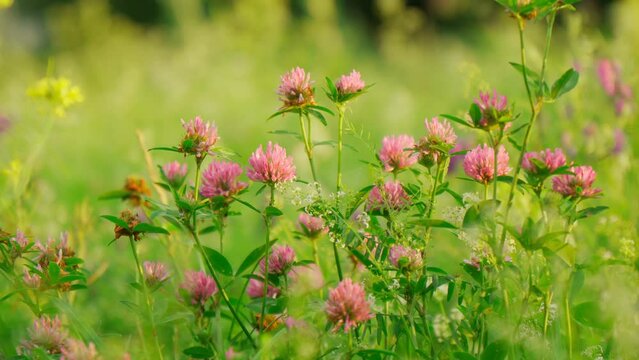 Red clover or Trifolium pratense inflorescence, close up. Purple meadow trefoil. Selective focus