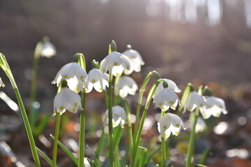 Bellflowers, wild white snowdrops growing from the forest ground.