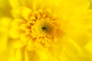 macro yellow flower background,Close-up Yellow flower