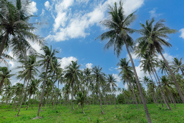 coconut tree and sky,View Coconut tree at Krabi, Thailand