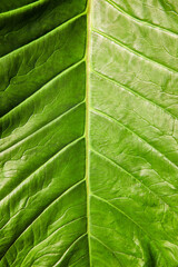 Full detail of large elephant ear plant leaf
