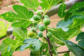 Fig Tree