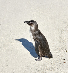 Black footed African penguin scratching, cleaning or self grooming on sand beach of a conservation reserve in South Africa. Protected endangered waterbirds, aquatic sea or ocean wildlife for tourism