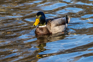 Obraz premium Wild duck or mallard, Anas platyrhynchos swimming in a lake