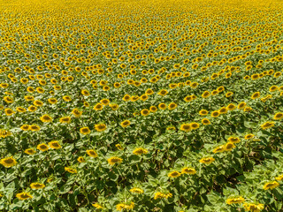 Amazing sunflowers blooming in the field from aerial view