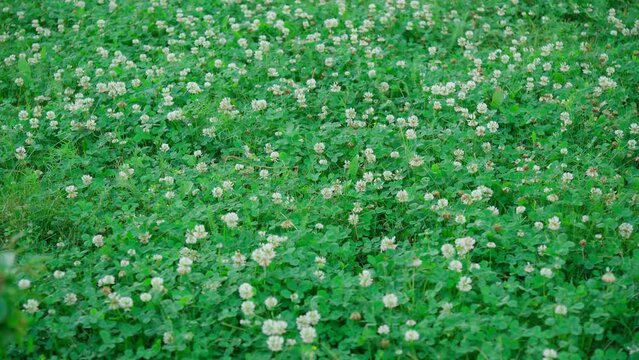 Trifolium pratense a plant from the legume family Fabaceae. Small flowers, white metal with greenish sepals.