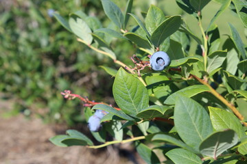 Cueillette petits fruits