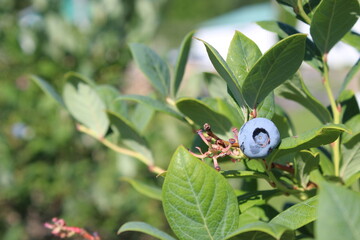 Cueillette petits fruits