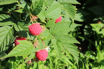 Cueillette petits fruits