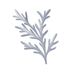 branch of silver dusty miller with leaves of isolated blooming flower garden botanical illustration on white background