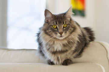 Hübsche Norwegische Waldkatze liegt gemütlich auf der Sofa Lehne