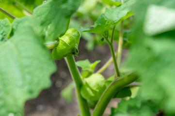 家庭菜園の食用ほおずき