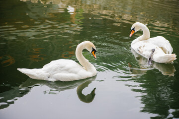Two white swans are swimming in a pond. Birds in the park. A symbol of love and loyalty.