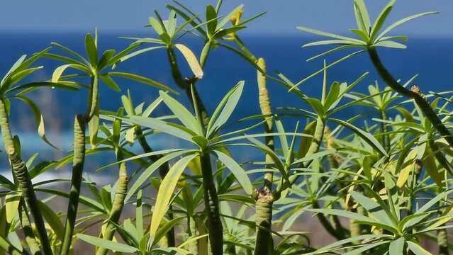 las hojas de una tabaiba se mecen con la brisa marina en Punta del Hidalgo, Tenerife
