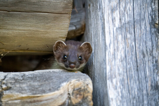 a stoat, mustela erminea, in a old hunting hut on the mountains