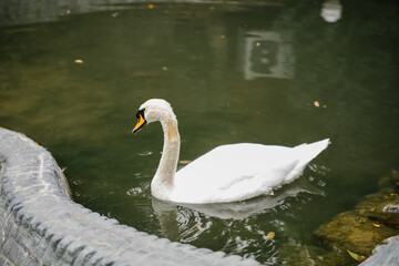 One white swan is swimming in a pond. Birds in the park. A symbol of love and loyalty. A lonely bird.