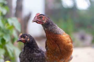 Young laying hens on the farm are brown and black, poultry, chickens are looking with curiosity