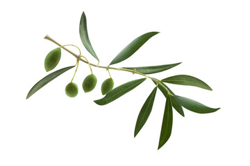 Fresh olive branch leaves and olive fruit isolated on white background