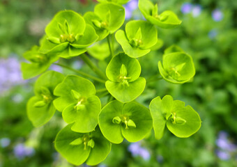 Fototapeta na wymiar A macro of Euphorbia seguieriana or steppe spurge with green flowers
