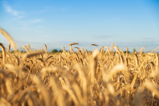 wooden board table in front of wheat field on sunset light. Ready for product display montages