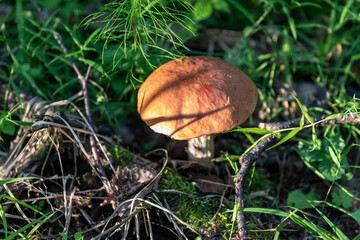 Mushrooms in  grass