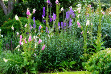 Lush landscape with colorful flowering plants growing in a garden or park on a sunny spring day outdoors. Pink and purple common foxglove flowers from the plantaginaceae species blooming in nature