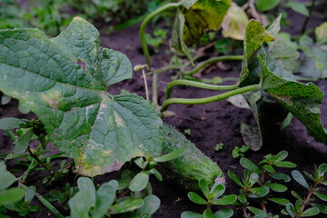 Cucumbers on the ground. Green vegetables. Ripening healthy products in the garden. Gardening and farming, growing food.