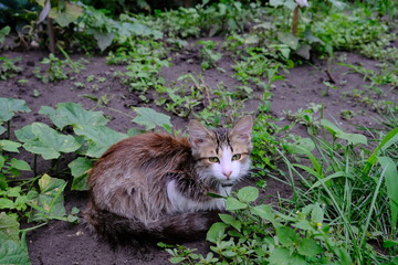 A kitten sits under a bush in the garden. Gray pet. fluffy animal	