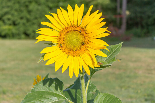 A sunflower in full bloom with insects on it.