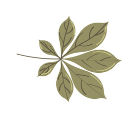  Autumn leaf on white background. Vector illustration