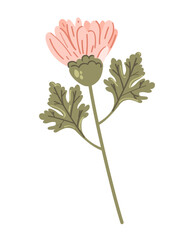 Pink chrysanthemum isolated on a white background. Vector illustration.