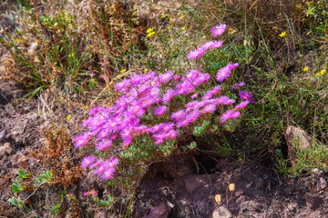 Pink trailing ice plant flowers growing on rocks on Table Mountain, Cape Town, South Africa. Lush landscape of shrubs, colorful flora and plants in a peaceful, uncultivated nature reserve in summer
