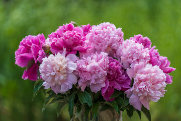 Beautiful bouquet of flowers pink peonies in garden, close up