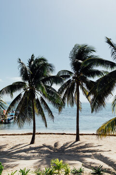 Palm trees on the beach in the sunshine in Belize
