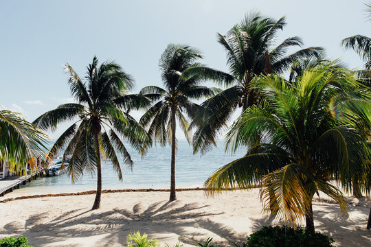 Palm trees on the beach in the sunshine in Belize