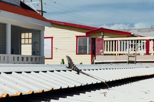 Large iguana sits on a roof in the sunshine