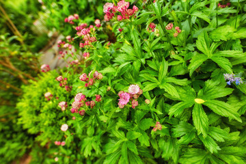 Green bush with bright colorful flowers blooming on a beautiful spring day. Lush and vibrant plants blossoming outdoors in a garden or in nature. Magnificent foliage growing in a yard in summer