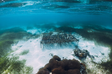 Underwater view with coral farming and corals in tropical ocean